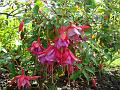 2009-0727-1615_Fuschias-20,1C